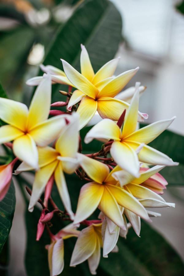 Mother Earth Luxury Boutique Hotel, Restaurant & Spa (Adults Only) Tamarindo Buitenkant foto