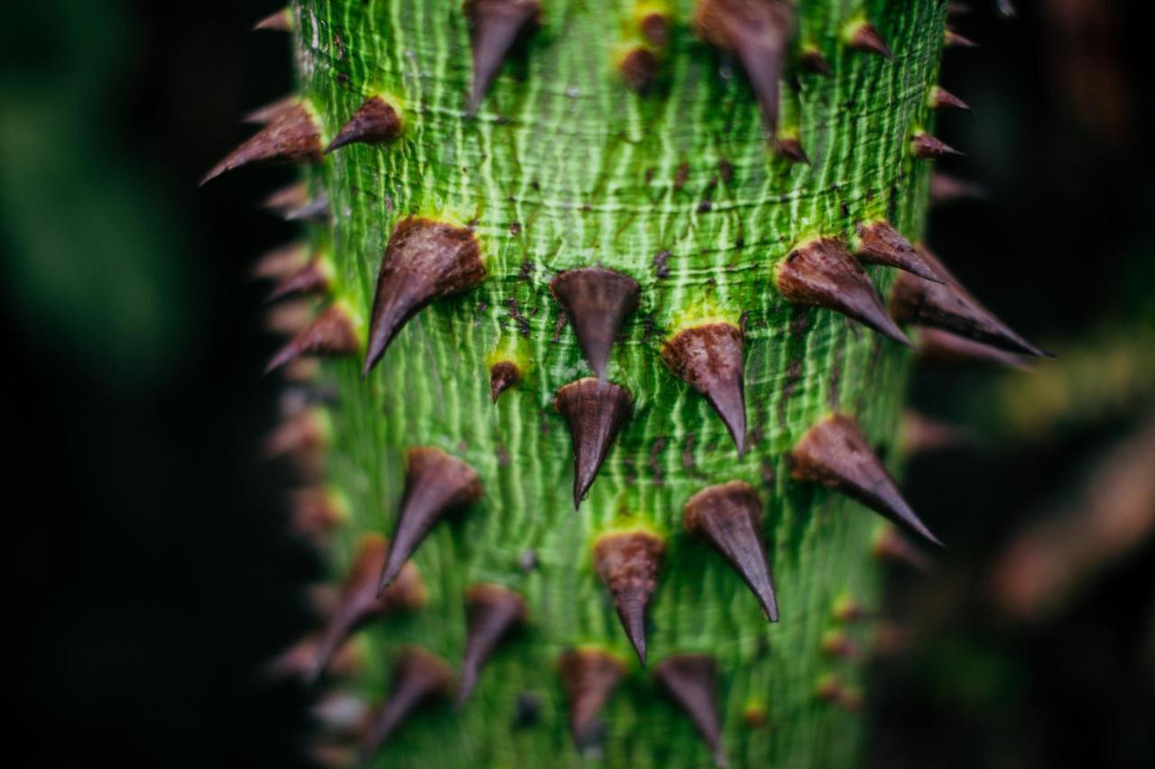 Mother Earth Luxury Boutique Hotel, Restaurant & Spa (Adults Only) Tamarindo Buitenkant foto